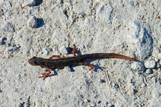 Common lizard (Zootoca vivipara) walkin around in spring.