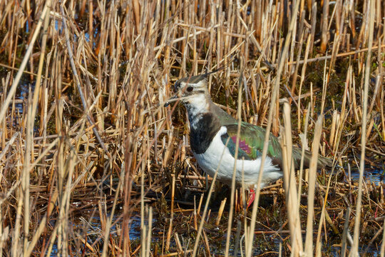The northern lapwing (Vanellus vanellus) on wetland.