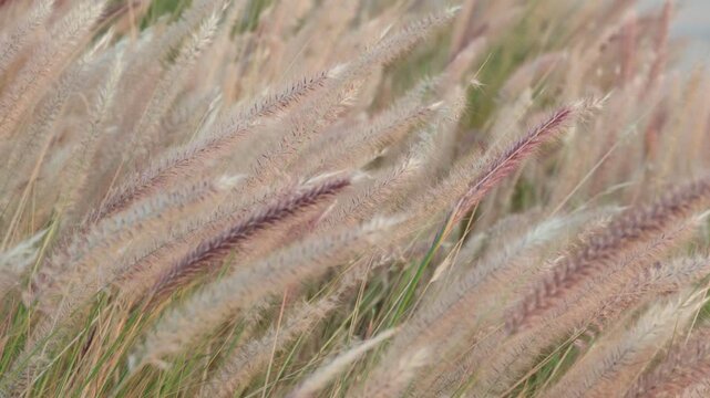Wild grass is swaying in the wind