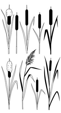 Detailed illustration of various cattails and reeds in a wetland environment.