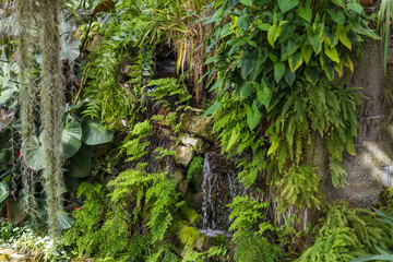 Obraz premium Indoor vertical garden wall with small waterfall and tropical plants.
