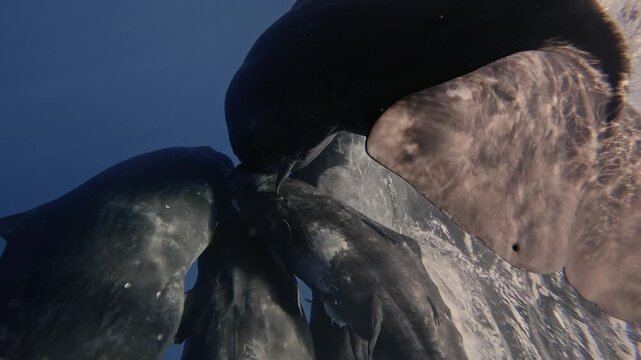 Two sperm whales engage in socialization by rubbing against each other and gently biting one another. This interaction fosters their bond. Nearby fish cling to their skin, and defecation occurs