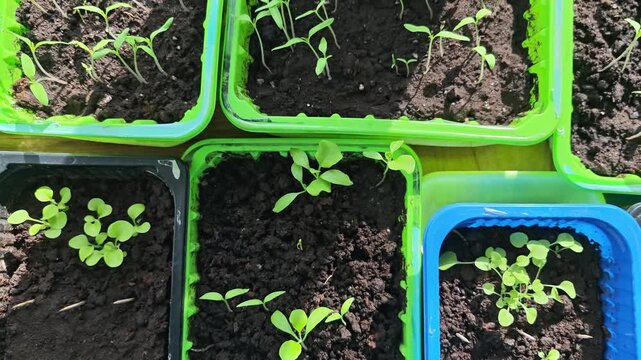 Green seedlings growing in plastic trays filled with dark soil, arranged in a bright, sunlit environment showcasing their healthy development and vibrant colors