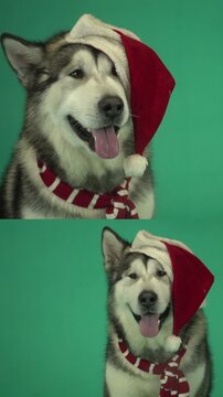 dog in New Year's suit, chroma key