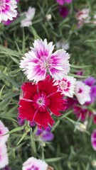 Obraz premium Two vibrant dianthus flowers, red and bicolored, blooming in a green garden