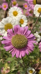 Obraz premium Vibrant pink and white daisy flowers blooming together in a sunny garden