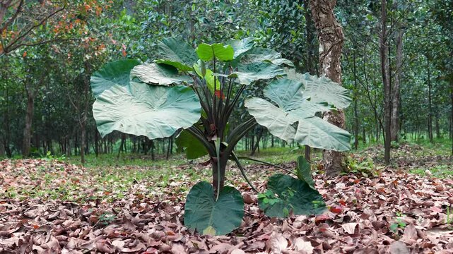 Alocasia odora (elephant ear) also known as night-scented lily or Asian taro growing outdoors in Vietnam, common southeastern tropical plant with large heart-shaped leaves that resemble elephant ears