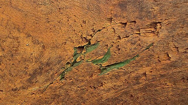 4K Macro Texture of Weathered Tree Bark with Green Moss Accents