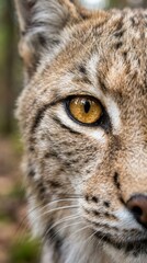 Fototapeta premium Close-Up of Lynx Eye Lynx Wildlife Close-Up Animal Nature Feline Eyes. Concept featuring lynx, wildlife, close-up, animal, nature for professional commercial design.
