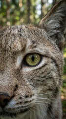 Fototapeta premium Close-Up of Lynx Eye in Nature Lynx Wildlife Close-Up Animal Eye Nature Feline Wild Animal. Concept featuring lynx, wildlife, close-up, animal eye, nature for professional commercial design.