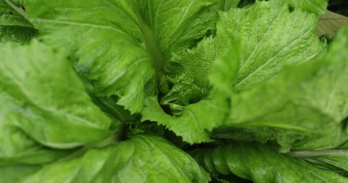 Green leaf mustard in growth at the vegetable garden