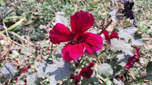 Cranberry Hibiscus Flower Blooming on Green Leaves Background