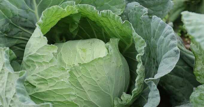 Green cabbage with dew  in growth at vegetable garden