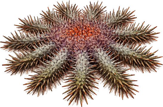 Acanthaster planci illustration art