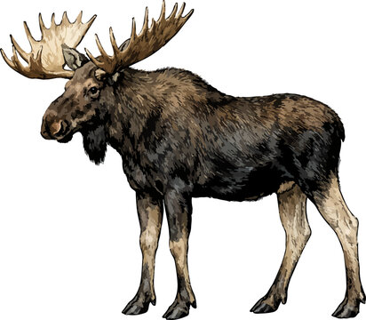 Alces alces illustration art