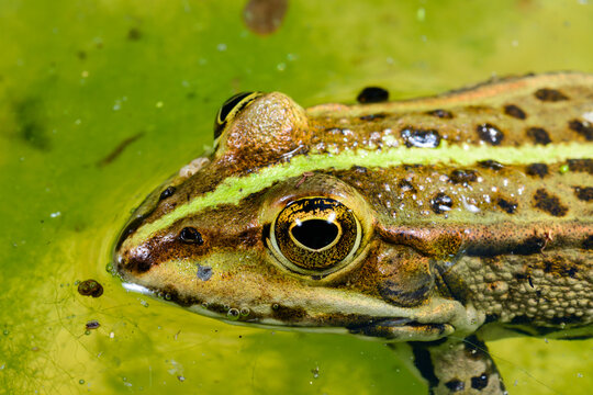 Lake frog (Pelophylax ridibundus) in green water in a pond in summer