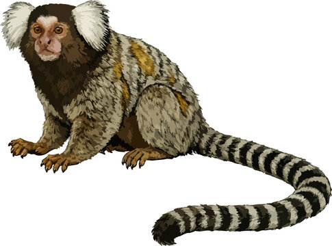 Calithrix Size Callithrix Images – Browse 4,130 Stock Photos, Vectors, and Video ...