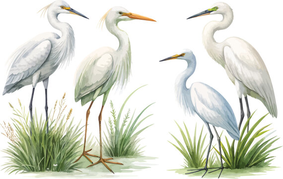 set of Watercolor Egret, Wetland Bird Clipart, vector illustration isolated on white background