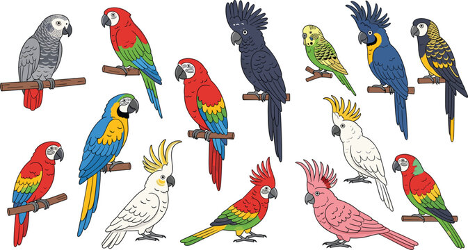 Vibrant collection of hand drawn parrot vector illustrations featuring macaws cockatoos parakeets and african gray parrots for tropical nature and pet design projects.