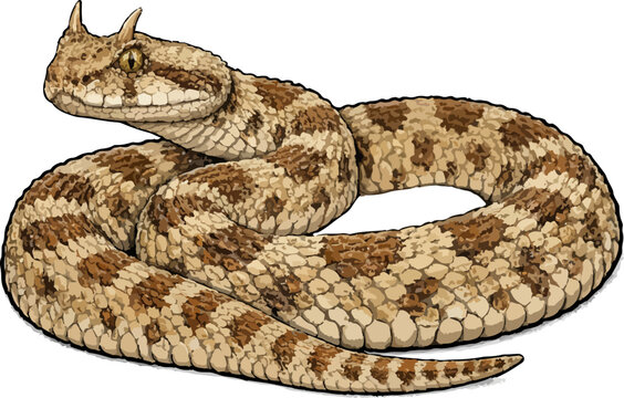 Cerastes cerastes illustration art