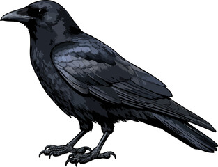 Fototapeta premium Corvus brachyrhynchos illustration art