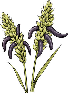 Claviceps purpurea illustration art
