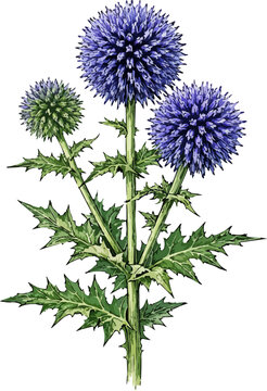Echinops ritro illustration art