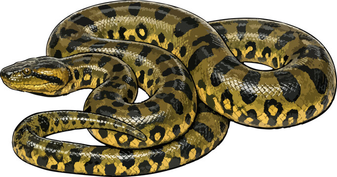 Eunectes murinus illustration art
