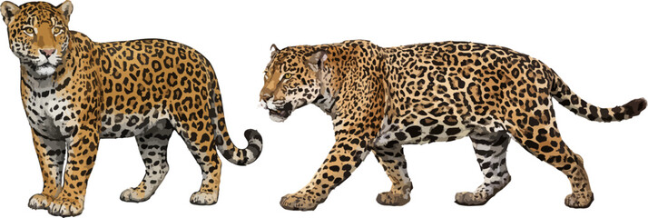 Obraz premium Panthera onca illustration art