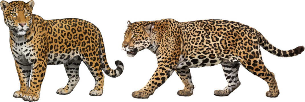 Panthera onca illustration art
