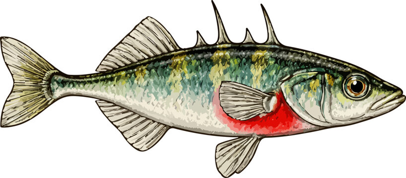 Gasterosteus aculeatus illustration art