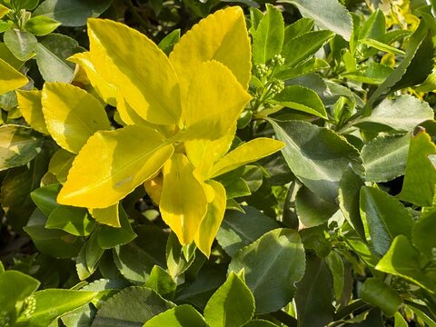 golden euonymus yellow foliage
