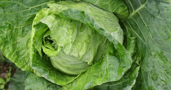 Green cabbage with dew  in growth at vegetable garden