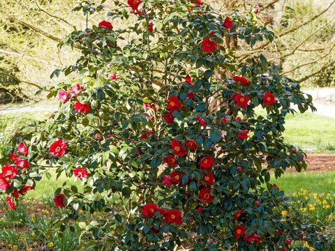 Japanese camellia (Camellia Japonica), ornamental shrub with an upright, bushy habit, producing elegant semi-double red flowers amidst dark green, leathery, and lush foliage
