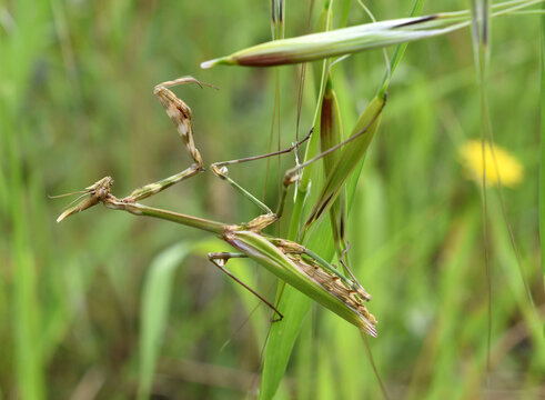 A conehead mantis (Empusa pennata) sitting on the herb