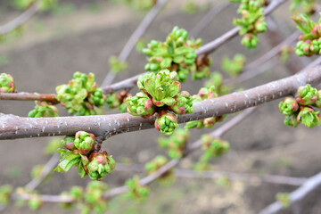 Fototapeta premium Green Buds on Tree Branches in Spring