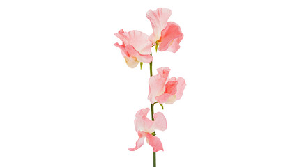 Fototapeta premium ピンクのスイートピーの花 マクロ撮影 背景透過 エレガントなフラワー素材