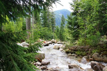 Portret rzeki płynącej między drzewami lasu  © Asnyko