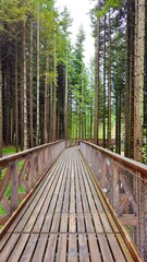 drewniany pomost w środku lasu  © Asnyko
