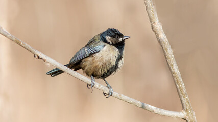 great tit parus major © lazalnik