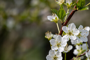 Fototapeta premium White Plum Blossoms in Full Bloom – Macro Close-Up of Spring Flowers