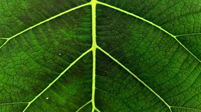 Symmetrical macro background of green teak leaf texture with vibrant veins.