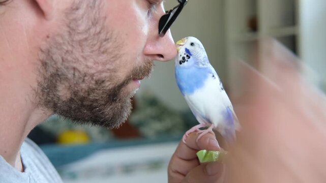 Budgerigar playing with handsome man. Budgie. Funny blue purple parakeet sitting on owner head. Cute violet tamed bird having fun with people. Friendship, relationship with Pets. Cute domestic animals