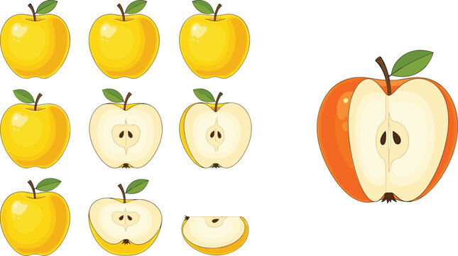 Yellow apple vector set with whole fruits, sliced pieces and juicy fresh illustrations in realistic style