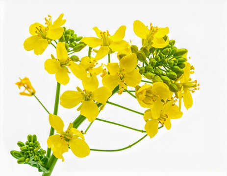 식물-꽃-봄꽃-유채꽃-노란색 꽃-유채-유채 줄기-유채나물-유채꽃대-꽃봉오리-흰색 배경