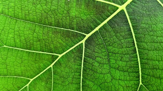 Macro background of green teak leaf texture with intricate vein skeletal pattern.