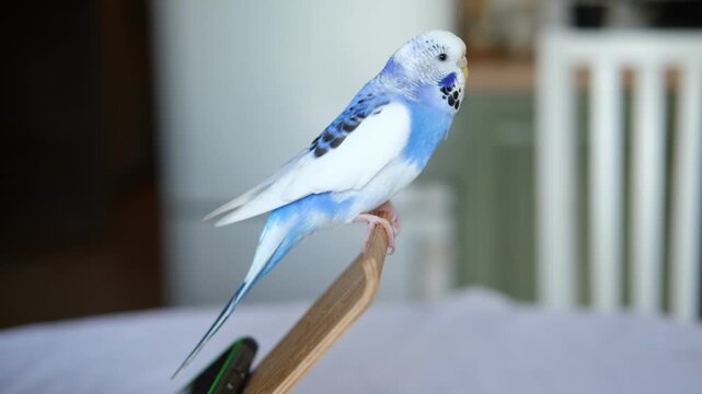 Budgerigar playing with handsome man. Cute Budgie. Funny blue purple parakeet sitting on smartphone. Domestic Animals and gadgets. Pet and phone. Friendship, relationship with Pets. Humor. Technology