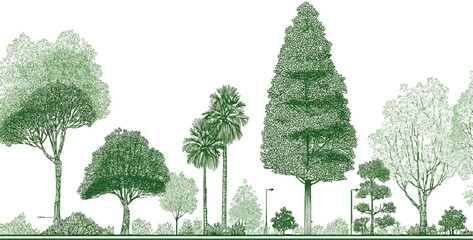Fototapeta premium A diverse collection of green trees and foliage rendered in a detailed line style against a white background