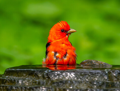 Male Scarlet Tanager (Piranga olivacea) perched on a garden fountain edge, enjoying a bath, with lush green blurred background