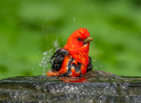 Male Scarlet Tanager (Piranga olivacea) perched on a garden fountain edge, enjoying a bath, with lush green blurred background
